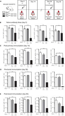 B-cell intrinsic regulation of antibody mediated immunity by histone H2A deubiquitinase BAP1